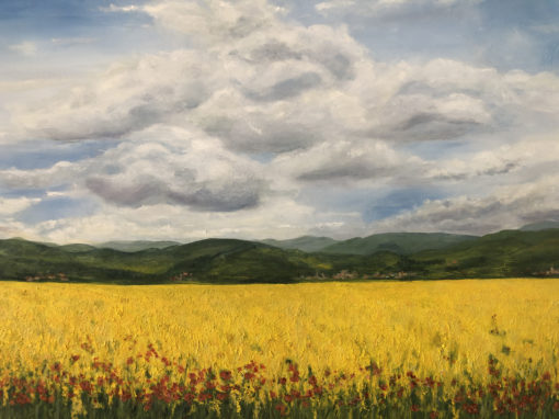 Canola field and poppies